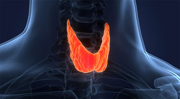 The Role of an MRI in Diagnosing Thyroid Cancer